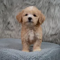 Archie  Micro-Mini, a male Miniature Goldendoodle for sale in Donna, TX – 1 of 7