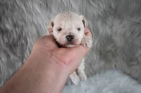 Mike , a male Maltipoo for sale in Donna, TX – 6 of 10