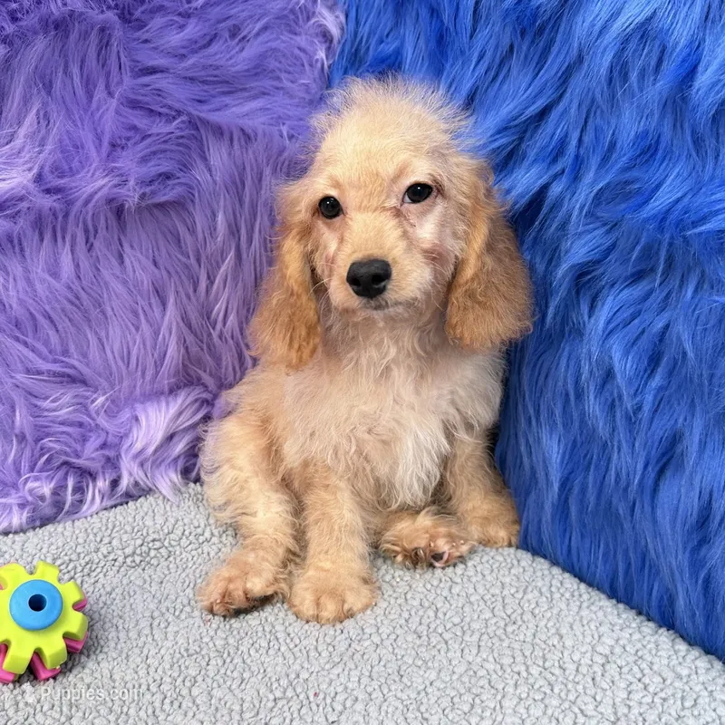 Thor  – Cockapoo puppy for sale in Donna, TX