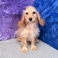 Annie  - 7 day return guarantees, a female Cockapoo for sale in Donna, TX – 4 of 10