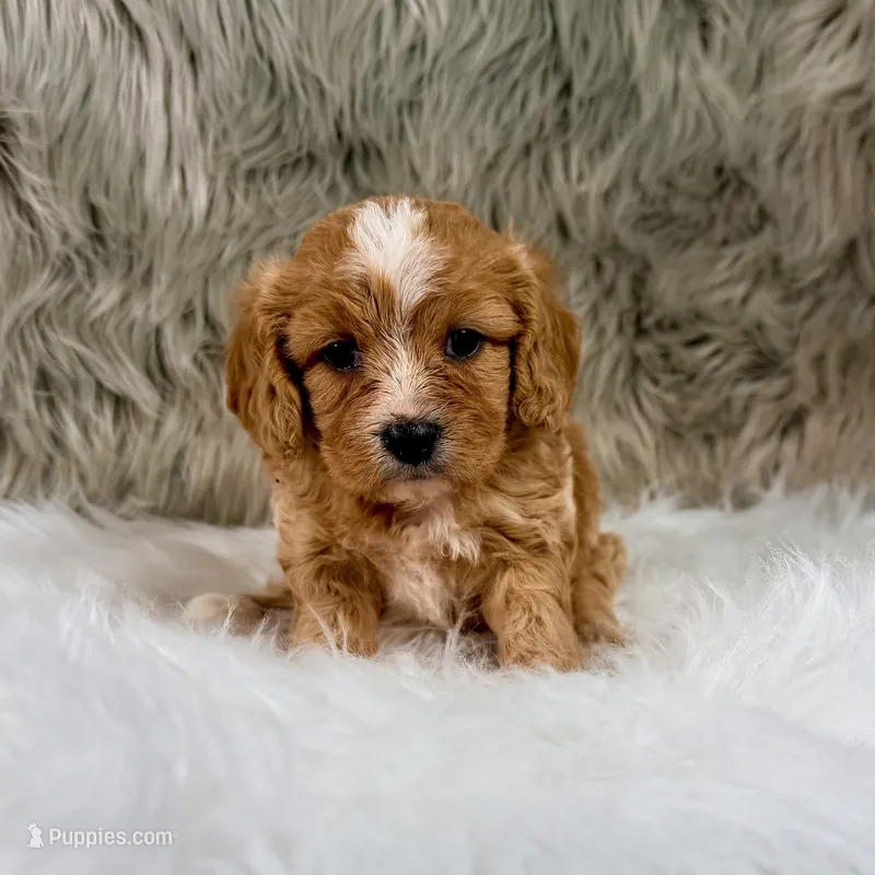 Leo – Cavapoo puppy for sale in Donna, TX