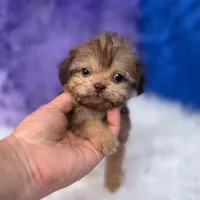 Sergio, a male Shihpoo for sale in Donna, TX – 6 of 9