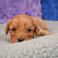 Ace - 7 day return guarantees, a male Cavapoo for sale in Donna, TX – 10 of 10
