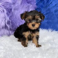 Maggie  - 7 day return guarantees, a female Yorkshire Terrier for sale in Donna, TX – 3 of 10