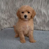 Ivy  Micro-Mini, a female Miniature Goldendoodle for sale in Donna, TX – 7 of 7