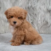 Bailey , a female Maltipoo for sale in Donna, TX – 2 of 7