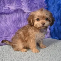 Sergio - Malshipoo, a male Shihpoo for sale in Donna, TX – 2 of 10