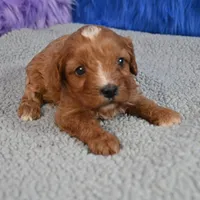 Fluffy, a male Cavapoo for sale in Donna, TX – 10 of 10