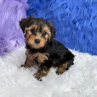 John - 7 day return guarantees, a male Yorkshire Terrier for sale in Donna, TX – 10 of 10