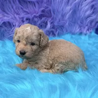Hunter , a male Poodle - Miniature  for sale in Donna, TX – 4 of 10