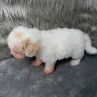 Rossie, a female Bichpoo for sale in Donna, TX – Photo 8 of 9