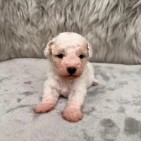 Rossie, a female Bichpoo for sale in Donna, TX – Photo 7 of 8