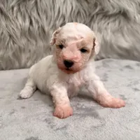 Rossie, a female Bichpoo for sale in Donna, TX – Photo 1 of 8