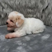 Rossie, a female Bichpoo for sale in Donna, TX – Photo 3 of 9