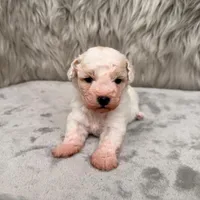 Rossie, a female Bichpoo for sale in Donna, TX – Photo 6 of 8