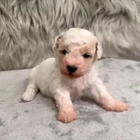 Rossie, a female Bichpoo for sale in Donna, TX – Photo 8 of 8