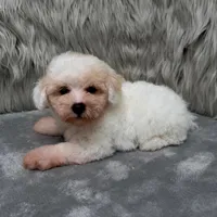 Rossie, a female Bichpoo for sale in Donna, TX – Photo 4 of 9