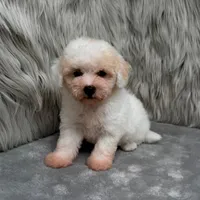 Rossie, a female Bichpoo for sale in Donna, TX – Photo 7 of 9