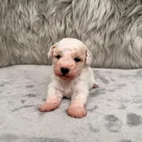 Rossie, a female Bichpoo for sale in Donna, TX – Photo 2 of 8