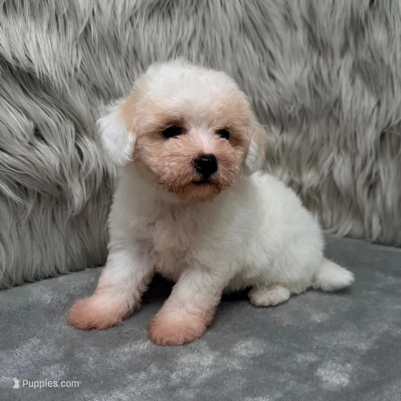 Rossie – Bichpoo puppy for sale in Donna, TX