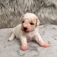 Rossie, a female Bichpoo for sale in Donna, TX – Photo 5 of 8
