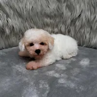 Rossie, a female Bichpoo for sale in Donna, TX – Photo 2 of 9