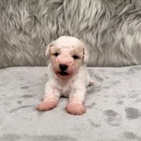 Rossie, a female Bichpoo for sale in Donna, TX – Photo 4 of 8