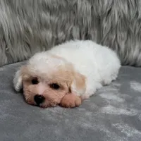 Rossie, a female Bichpoo for sale in Donna, TX – Photo 5 of 9