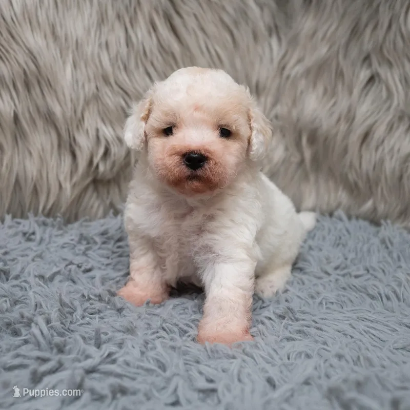 Rossie – Bichpoo puppy for sale in Donna, TX