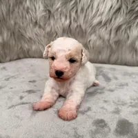 Rossie, a female Bichpoo for sale in Donna, TX – Photo 3 of 8