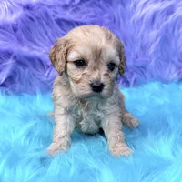Piper , a female Cavapoo for sale in Donna, TX – 8 of 9