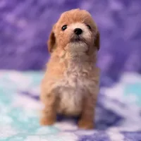 Linda, a female Maltipoo for sale in Donna, TX – 7 of 10