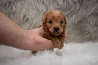 Hank Micro Mini, a male Miniature Goldendoodle for sale in Donna, TX – Photo 2 of 5