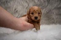 Hank Micro Mini, a male Miniature Goldendoodle for sale in Donna, TX – Photo 3 of 5