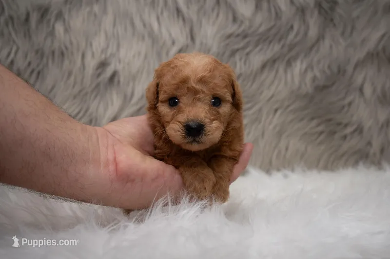 Hank Micro Mini – Miniature Goldendoodle puppy for sale in Donna, TX