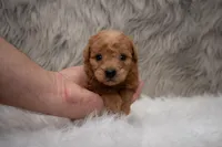 Hank Micro Mini, a male Miniature Goldendoodle for sale in Donna, TX – Photo 1 of 5