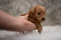 Hank Micro Mini, a male Miniature Goldendoodle for sale in Donna, TX – Photo 4 of 5