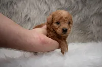 Hank Micro Mini, a male Miniature Goldendoodle for sale in Donna, TX – Photo 5 of 5