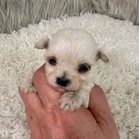 Sophie, a female Maltipoo for sale in Donna, TX – 6 of 6
