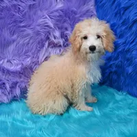 Leo, a male Miniature Goldendoodle for sale in Donna, TX – 2 of 9