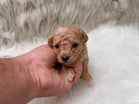 Ivy  Micro-Mini, a female Miniature Goldendoodle for sale in Donna, TX – Photo 2 of 6