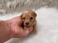 Ivy  Micro-Mini, a female Miniature Goldendoodle for sale in Donna, TX – Photo 3 of 6