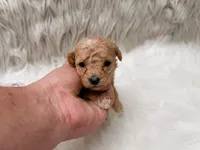 Ivy  Micro-Mini, a female Miniature Goldendoodle for sale in Donna, TX – Photo 1 of 6
