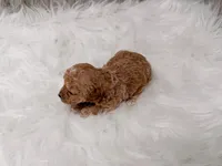 Ivy  Micro-Mini, a female Miniature Goldendoodle for sale in Donna, TX – Photo 5 of 6