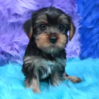 Izzy , a female Yorkshire Terrier for sale in Donna, TX – 4 of 9