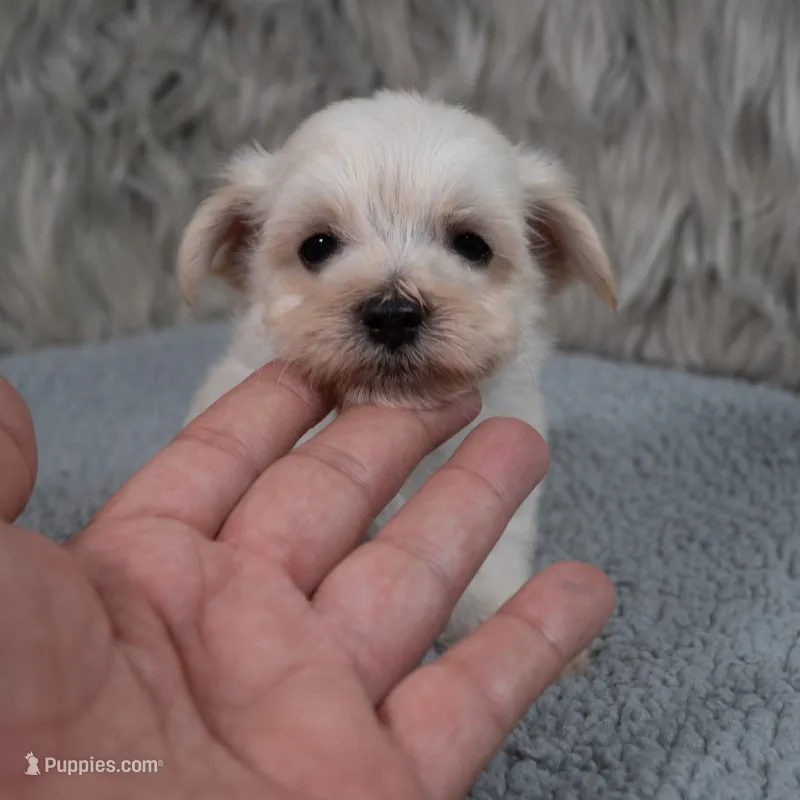 Becky  – Maltipoo puppy for sale in Donna, TX