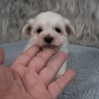 Becky , a female Maltipoo for sale in Donna, TX – 1 of 6