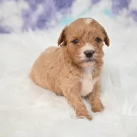 Jack, a male Cavapoo for sale in Donna, TX – 3 of 7