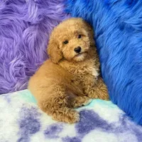 Paul , a male Shihpoo for sale in Donna, TX – 6 of 10