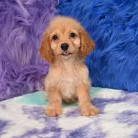 Thor , a male Cockapoo for sale in Donna, TX – 2 of 10